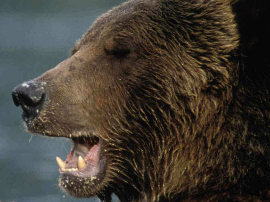 GRIZZLY BEAR GRIZZLY BEAR